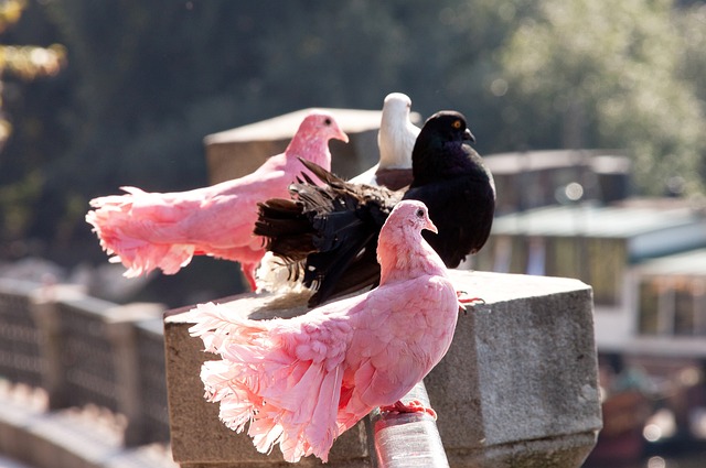 的联赛重塑 的联赛重塑